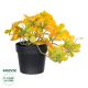 GloboStar® Artificial Garden SCHEFFLERA MIX PLANT 20955 Διακοσμητικό Φυτό Σεφλέρα Φ20 x Υ18cm