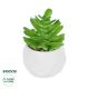 GloboStar® Artificial Garden SUCCULENT CRASSULA POTTED PLANT 20986 Διακοσμητικό Φυτό Κρασούλα Φ6 x Υ10cm