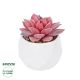 GloboStar® Artificial Garden SUCCULENT SEDEVERIA POTTED PLANT 20989 Διακοσμητικό Φυτό Σεδεβέρια Φ6,5 x Υ8cm