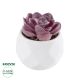 GloboStar® Artificial Garden SUCCULENT ECHEVERIA 21000 Διακοσμητικό Φυτό Παχύφυτο Εχεβέρια Υ7.5cm