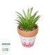 GloboStar® Artificial Garden AIR PLANT NEOPHYTUM POTTED PLANT 21043 Διακοσμητικό Φυτό Νεόφυτο Φ12 x Υ15cm